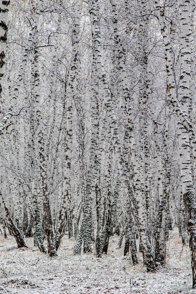 Invierno Primera Nieve Abedul Bosque Paisaje —  Fotos de Stock