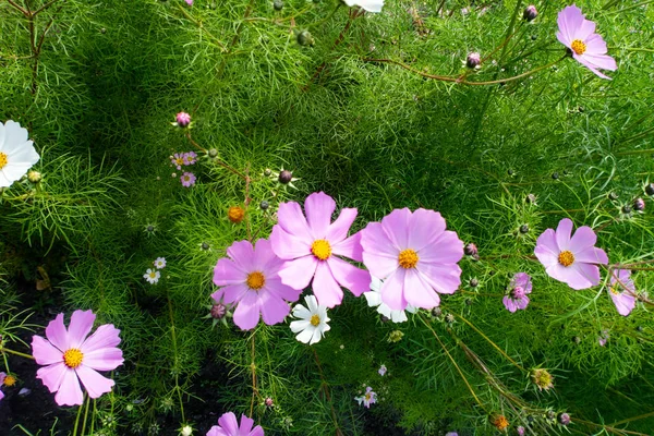 Kosmos Blumen Natur Nahaufnahme Landschaft — Stockfoto