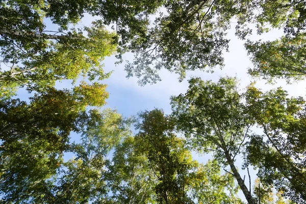 Abedul Vista Cielo Naturaleza Otoñal — Foto de Stock