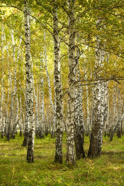 Floresta Bétula Amarela Final Outono Natureza Paisagem — Fotografia de Stock