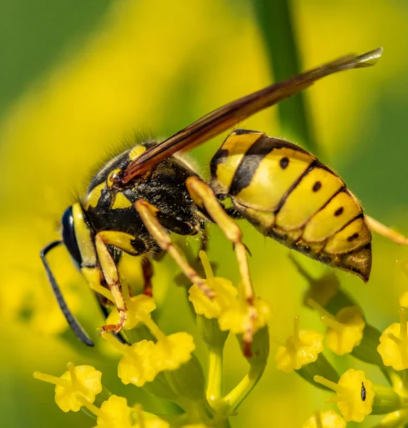 wasp close up on a yellow flower defocused