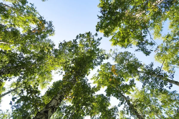 orman manzaralı aşağıdan gökyüzüne huş ağacı