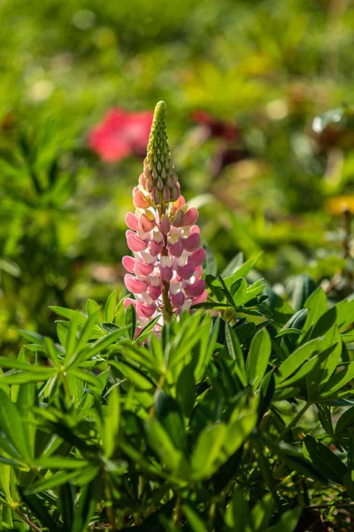 Lupinus Bloemen Zijn Helder Met Groen Gebladerte Natuur — Stockfoto