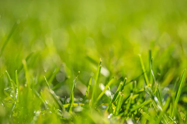 Green Grass Blurred Bokeh Background — Stock Photo, Image