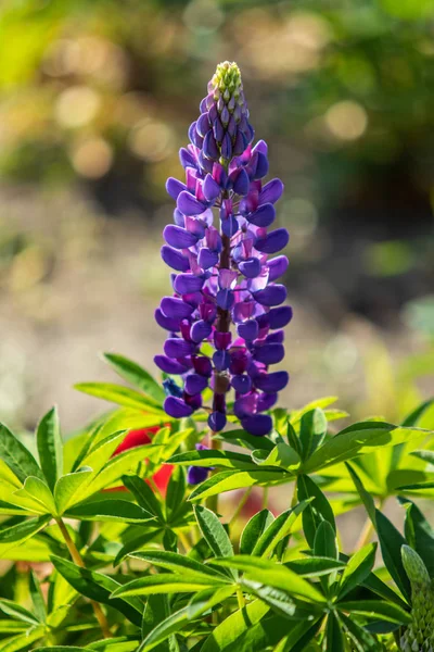 ルピナスの花が緑の葉自然と明るい — ストック写真