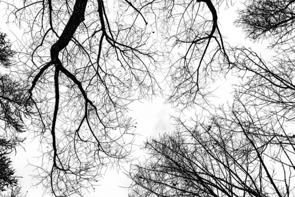 Arbre Branches Silhouette Sur Fond Blanc — Photo