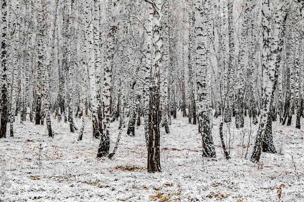 Eerste Sneeuw Birch Boslandschap Winter — Stockfoto
