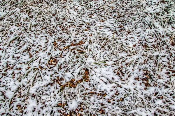 Autumn Leaves Grass Snow — Stock Photo, Image