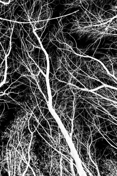 Branches Arbre Silhouette Blanche Sur Fond Noir — Photo