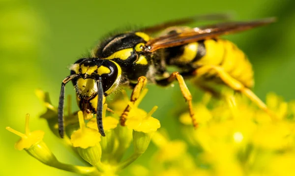Biene Auf Einer Gelben Frühlingsblume — Stockfoto