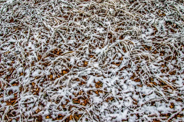 kar uzun boylu yeşil çim