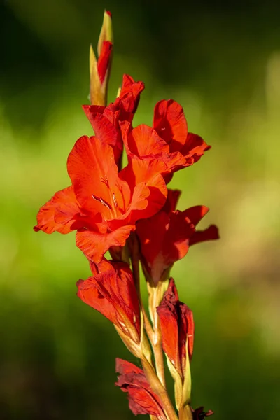 Luminoso Autunno Fiori Natura Paesaggio — Foto Stock