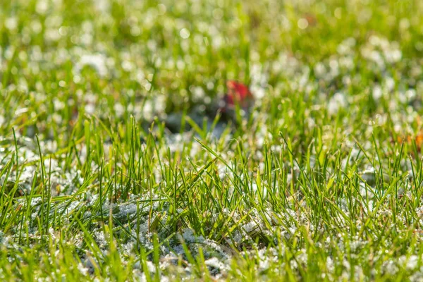 Πράσινο Γρασίδι Χιόνι Θολή Φόντο Bokeh — Φωτογραφία Αρχείου
