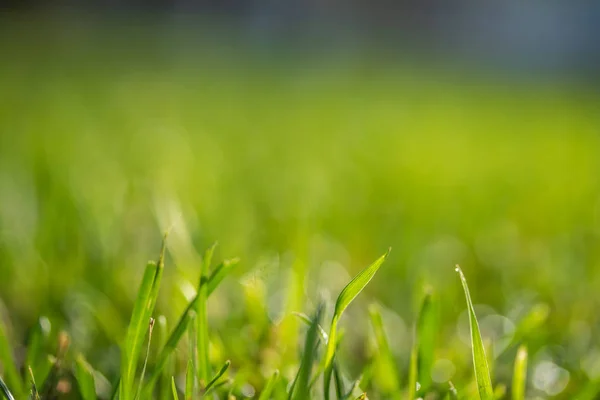 緑の芝生に背景のボケ味がぼやけています — ストック写真