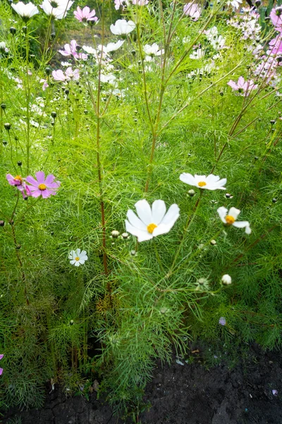 宇宙之花 自然特写景观 — 图库照片