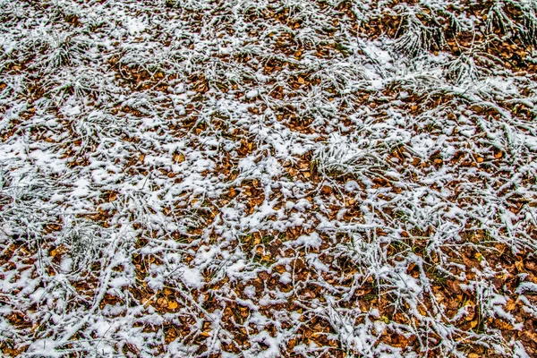 Feuilles Automne Herbe Dans Neige — Photo