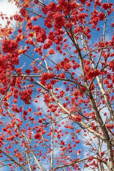 Autumn Tree Ashberry Bright Colors Nature — Stock Photo, Image