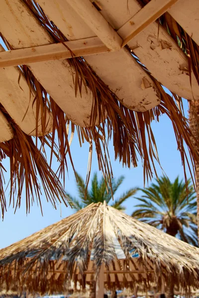 Uitzicht Palm Tree Paraplu Lounge Stoel Zicht Lucht — Stockfoto