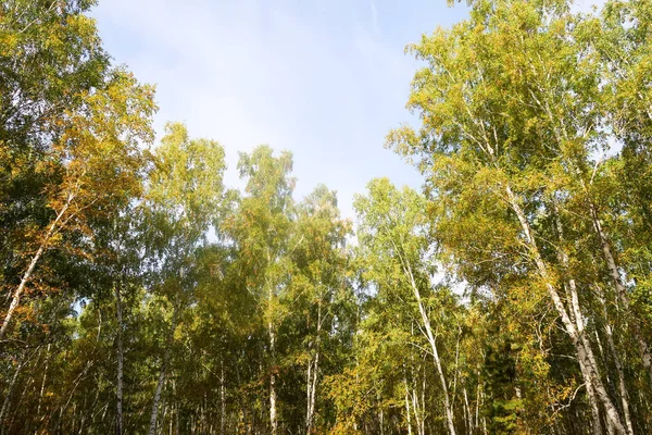 Huş Ağacı Orman Manzaralı Gökyüzüne Sonbahar Doğa — Stok fotoğraf