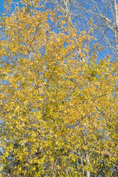 Outono Árvore Ramos Vista Para Céu — Fotografia de Stock