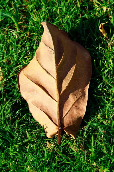 緑の草の上の乾燥葉 — ストック写真