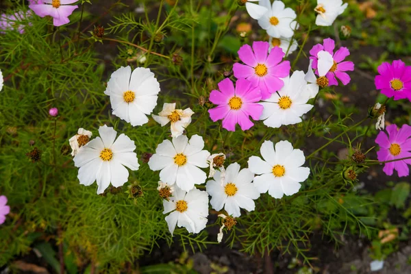 Cosmos Flores Naturaleza Primer Plano Paisaje —  Fotos de Stock