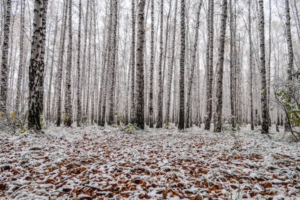 sonbahar manzara bir huş ormandaki ilk kar