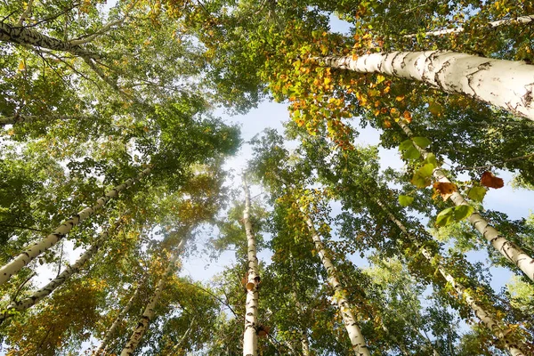 Björk Skogsutsikt Till Himlen Höstens Natur — Stockfoto