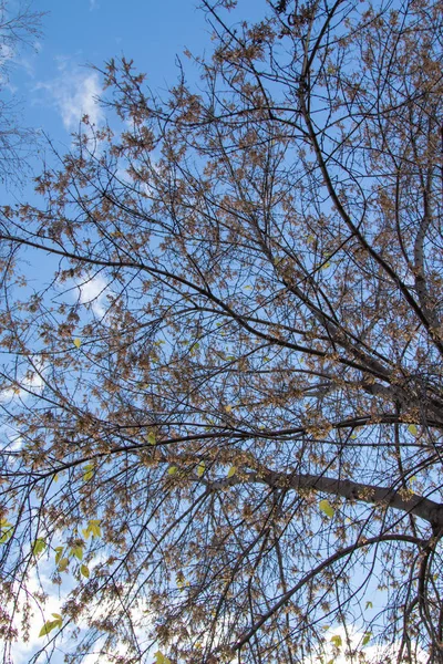 秋天的树树枝望着天空 — 图库照片