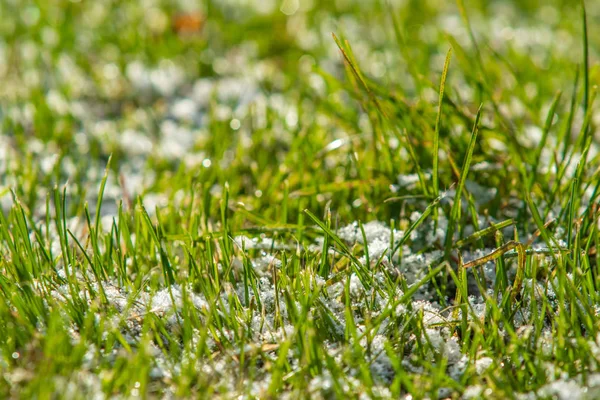 緑の草雪に背景のボケ味がぼやけています — ストック写真