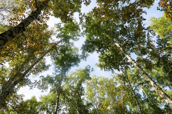 Birch Forest View Sky Autumn Nature Stock Picture