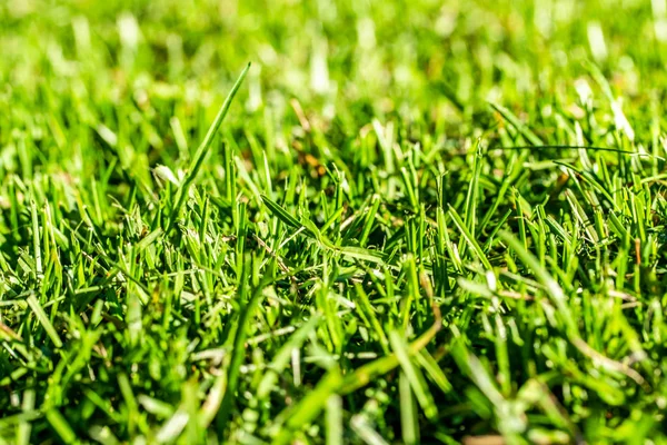 Green Grass Background Focus Center Royalty Free Stock Images