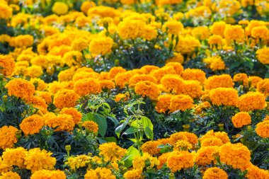 birçok marigolds küçük çiçekler