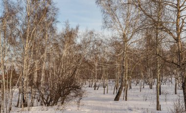 huş ağacı ormanda kış doğa manzarası