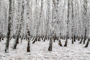 İlk kar huş ağacı orman manzara kış