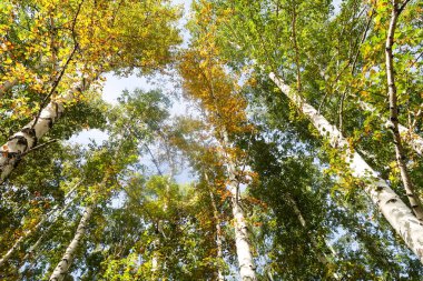 huş ağacı orman manzaralı gökyüzüne Sonbahar Doğa