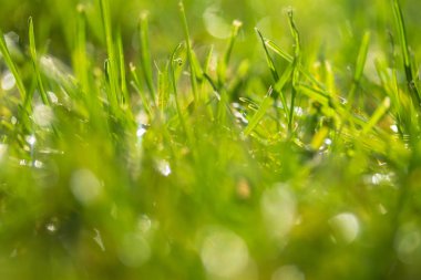 yeşil çim bokeh arka plan bulanık