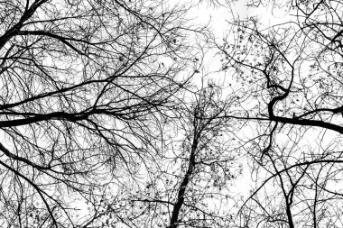 Beyaz arkaplanda ağaç dalları silueti