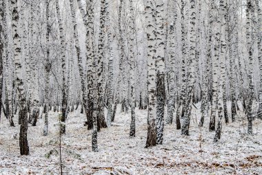 İlk kar huş ağacı orman manzara kış