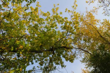 Sonbahar Orman Manzara Doğa