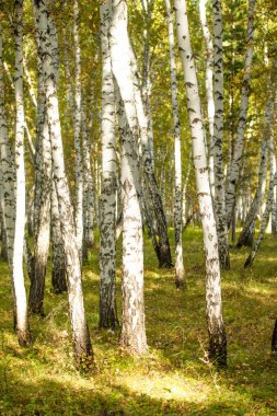 Sarı huş ağacı orman, geç sonbahar doğa manzara