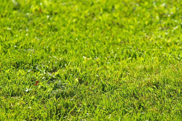 Grüner Gras Hintergrund Fokus Auf Die Mitte — Stockfoto