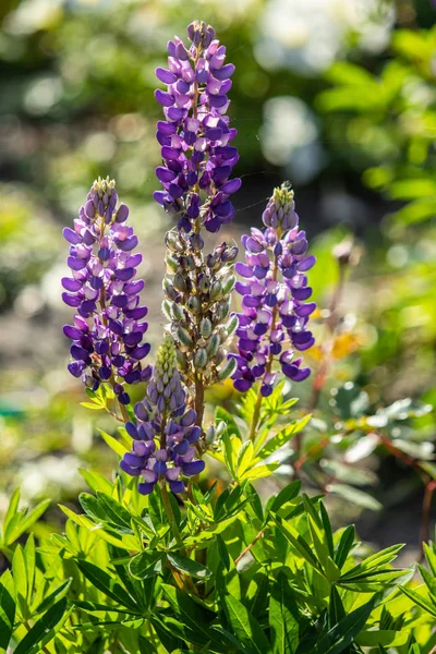 Lupinus Flores São Brilhantes Com Natureza Folhagem Verde — Fotografia de Stock