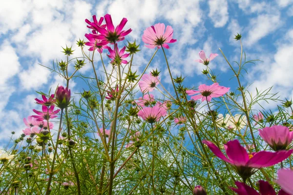 Cosmos Flores Vista Desde Abajo Cielo — Foto de Stock