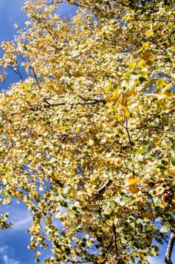 gökyüzü sonbahara ağaç görünümünün sarı yapraklar