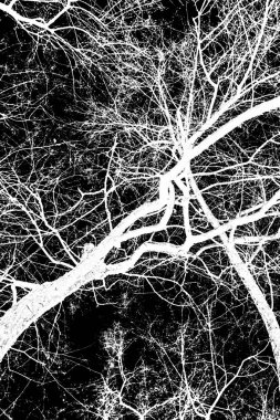 ağaç dalları siluet siyah arka plan üzerine beyaz