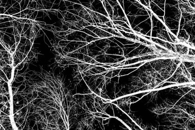 ağaç dalları siluet siyah arka plan üzerine beyaz