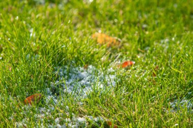 yeşil çim kar arka plan bokeh bulanık
