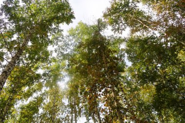 huş ağacı orman manzaralı gökyüzüne Sonbahar Doğa