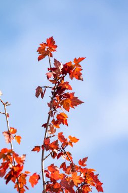 Doğa Sonbahar Ağaç ashberry parlak renkler